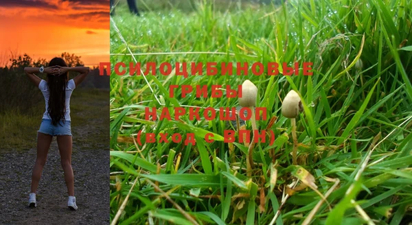 прущие грибы Богданович